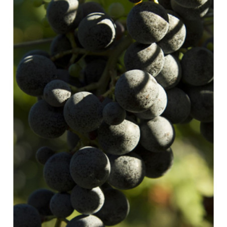 Inama Carmenérè Più 2021