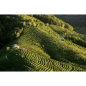 Bisol Prosecco Superiore Molera
