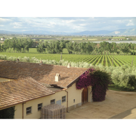 Casale del Giglio Shiraz 2024