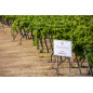 Villa Matilde Vigna Caracci Falerno del Massico 2018 Villa Matilde Vigna Caracci Falerno del Massico 2018