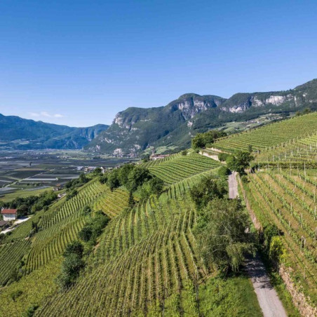 Tiefenbrunner Merus Gewurztraminer 2023