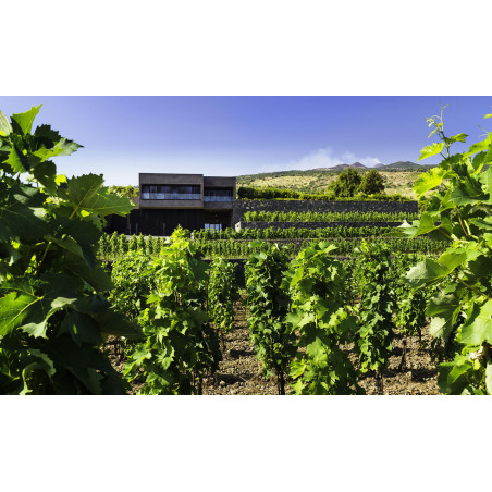 Pietradolce Etna Rosso  2021