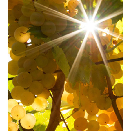 Inama Vulcaia Fumè Sauvignon del Veneto 2023