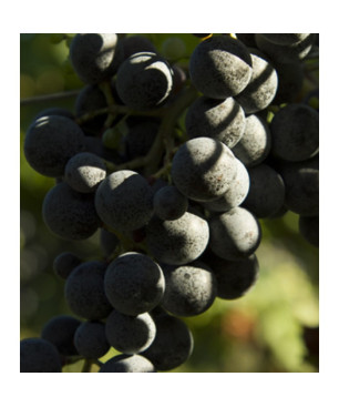 Inama Carminium Colli Berici 2022